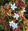 Topfpflanzen Abelia Blume sträucher weiß Foto