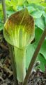 grün Grasig Dragon Arum, Kobra-Pflanze, Amerikanische Wake Robin, Jack In Der Kanzel Foto und Merkmale