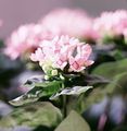 pink Shrub Jasmine Plant, Scarlet Trumpetilla Photo and characteristics