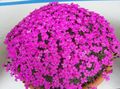 pink Herbaceous Plant Dianthus Photo and characteristics
