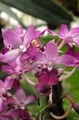 pink Herbaceous Plant Calanthe Photo and characteristics