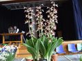 Indoor Plants Calanthe Flower herbaceous plant brown Photo