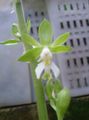 Indoor Plants Calanthe Flower herbaceous plant green Photo