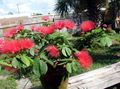 Indoor Plants Red Powder Puff Flower shrub, Calliandra red Photo