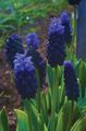 dark blue Herbaceous Plant Grape Hyacinth Photo and characteristics
