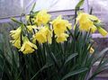 Indoor Plants Daffodils, Daffy Down Dilly Flower herbaceous plant, Narcissus yellow Photo