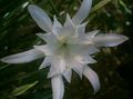 Indoor Plants Sea Daffodil, Sea Lily, Sand Lily Flower herbaceous plant, Pancratium white Photo