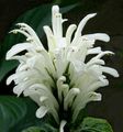 white Shrub Brazilian Plume, Flamingo Flower Photo and characteristics