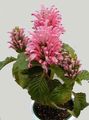Комнатные Растения Якобиния (Юстиция) Цветок кустарники, Jacobinia розовый Фото