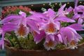 Indoor Plants Indian Crocus Flower herbaceous plant, Pleione pink Photo