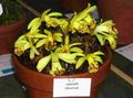 Indoor Plants Indian Crocus Flower herbaceous plant, Pleione yellow Photo