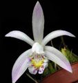 Indoor Plants Indian Crocus Flower herbaceous plant, Pleione white Photo