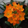 Indoor Plants Drooping Star of Bethlehem Flower herbaceous plant, Ornithogalum orange Photo