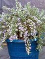 Pokojowe Rośliny Rozmaryn Kwiat krzaki, Rosmarinus jasnoniebieski zdjęcie