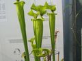  Kannenpflanze Blume grasig, Sarracenia grün Foto