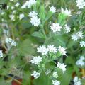 white Herbaceous Plant Stevia, Sweet leaf of Paraguay, Sweet-herb, Honey yerba, Honeyleaf, Candy leaf Photo and characteristics