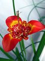 rot Grasig Tigridia, Mexikanische Shell-Blume Foto und Merkmale