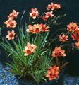 Topfpflanzen Tritonia Blume grasig orange Foto