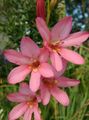Topfpflanzen Tritonia Blume grasig rosa Foto