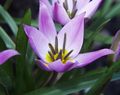 Topfpflanzen Tulpe Blume grasig, Tulipa flieder Foto
