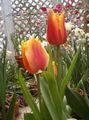 Topfpflanzen Tulpe Blume grasig, Tulipa rot Foto