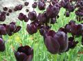 claret Herbaceous Plant Tulip Photo and characteristics