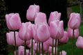 Topfpflanzen Tulpe Blume grasig, Tulipa rosa Foto