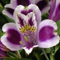 Indoor Plants Peruvian Lily Flower herbaceous plant, Alstroemeria lilac Photo