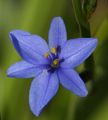 Blau Corn Lily