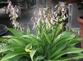 white Herbaceous Plant Renga Lily, Rock-lily Photo and characteristics