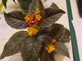 yellow Herbaceous Plant Chrysothemis Photo and characteristics