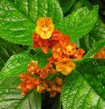 red Herbaceous Plant Chrysothemis Photo and characteristics