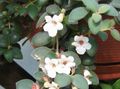 Topfpflanzen Zentralamerikanischen Glockenblume ampelen, Codonanthe weiß Foto