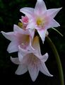 Topfpflanzen Belladonna Lily, March Lilie, Nackte Dame Blume grasig, Amaryllis rosa Foto