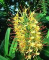 yellow Herbaceous Plant Hedychium, Butterfly Ginger Photo and characteristics