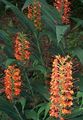 red Herbaceous Plant Hedychium, Butterfly Ginger Photo and characteristics