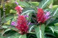 Topfpflanzen Porphyrocoma Blume grasig flieder Foto