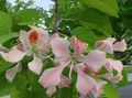 pink  Orchid Tree Photo and characteristics