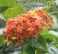 red  Orchid Tree Photo and characteristics
