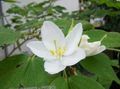 Indoor Plants Orchid Tree Flower, Bauhinia white Photo