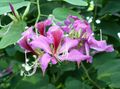 Indoor Plants Orchid Tree Flower, Bauhinia lilac Photo