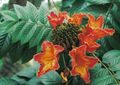 red  African Tulip Tree Photo and characteristics