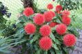 Indoor Plants Paint Brush, Blood Lily, Sea Egg, Powder Puff Flower herbaceous plant, Haemanthus red Photo