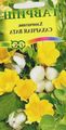  Gossypium, Cotton Plant Flower shrub yellow Photo