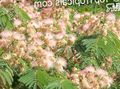 Indoor Plants Silk Tree Flower, Albizia julibrissin pink Photo