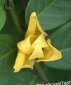 yellow  Mitrephora Photo and characteristics