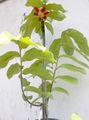屋内植物 Calabao フラワー 木, Uvaria 赤 フォト