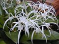 Indoor Plants Spider Lily Flower herbaceous plant, Hymenocallis-caribaea white Photo