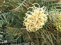 jaune Des Arbustes Grevillea Photo et les caractéristiques