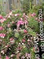 Topfpflanzen Grevillea Blume sträucher, Grevillea sp. rosa Foto